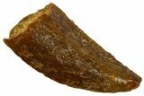 Serrated Raptor Tooth - Real Dinosaur Tooth #300854-1